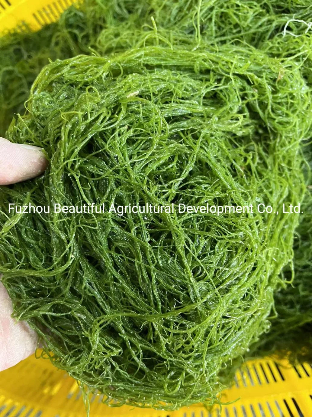 Best Quality Special Price Gracilaria Seaweed From Fujian